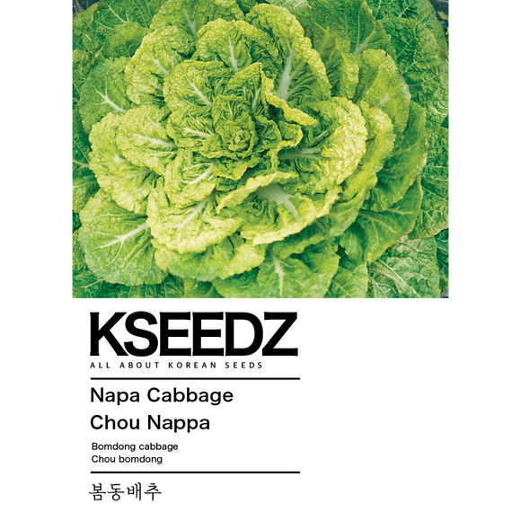 Napa Cabbage (Bomdong) Seeds
