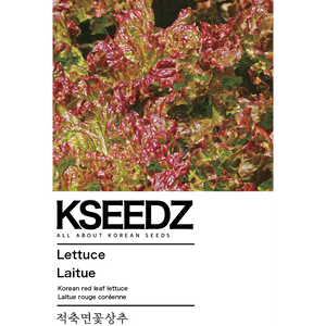 Red Lettuce Seeds