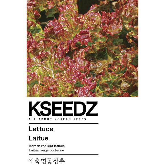 Red Lettuce Seeds